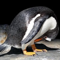 пингвин :: Михаил Бибичков