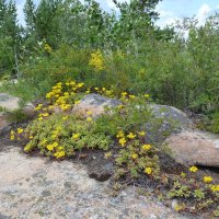 Корнеевские скальные цветы... :: Андрей Хлопонин