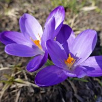 Славный цветенья садов провозвестник - крокус застенчивый, нежно-лиловый,... :: Galina Dzubina