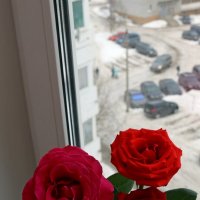 Розы в снежном городе :: Ольга 