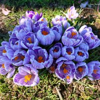 Солнечного радостного мирного апреля, дорогие друзья! :: Nina Yudicheva