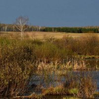 Про осень, болота на Узельганке :: TAD TAD