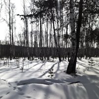 Следы в лесу... :: Александр Кузнецов