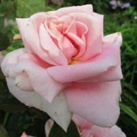 Роза чайно-гибридная Фламинго. :: Татьяна Ф *