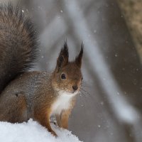 Снег в апреле. :: Владимир Безбородов