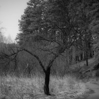 Жизнь как черно-белая фотография: мало на ней черного и белого — один серый, но и она может быть пре :: Вадим Басов