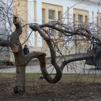 Вот такое дерево :: Galina Solovova