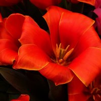 Красные тюльпаны :: Лидия Бусурина