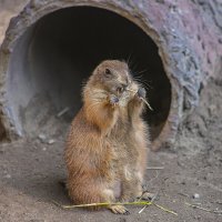 луговая собачка :: аркадий 