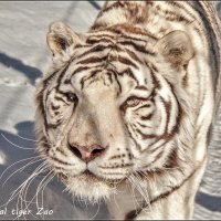 тигр бенгальский :: аркадий 