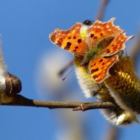 мартовские бабочки 2022 -5 :: Александр Прокудин