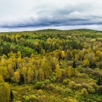 Сибирская тайга :: Владимир Кириченко