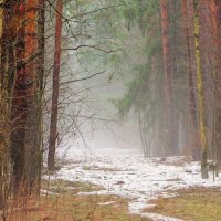 Туман в весеннем лесу :: Андрей Снегерёв