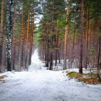 Дорога через лес . (Лыжня ) :: Мила Бовкун
