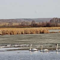 В гостях хорошо, а дома лучше!!! :: Татьяна Перегудова 