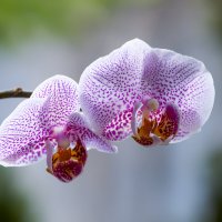 орхидея :: Zinovi Seniak