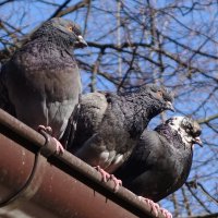 Три голубицы греются на солнышке :: Маргарита Батырева