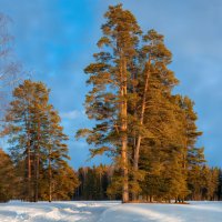 Апрельские сосны :: Фёдор. Лашков