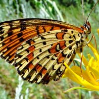 Рябець червоний (Melitaea didyma) — вид денних метеликів родини сонцевиків (Nymphalidae). :: Ivan Vodonos