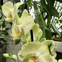 На выставке орхидей в Аптекарском огороде :: Pippa 