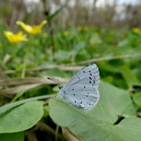 Синявець крушиновий (Celastrina argiolus) — вид денних метеликів родини синявцевих (Lycaenidae) :: Ivan Vodonos