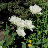 Белые тюльпаны :: Нина Бутко