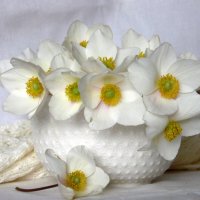 Белые цветы. :: nadyasilyuk Вознюк