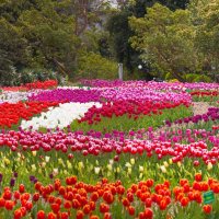Выставка тюльпанов в Никитском ботаническом саду :: Сергей Титов