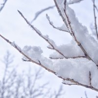 Снежок 23 апреля. Чита, Забайкальский край :: Ксения Хорошилова