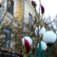 Весна. :: Николай Сидаш