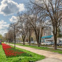 На Белгородских улицах расцветают тюльпаны :: Игорь Сарапулов