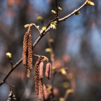 Весенний этюд. :: Владимир Безбородов