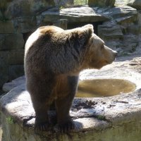 Бурый медведь Фима в зоопарке :: Наиля 