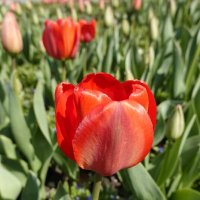 Красные тюльпаны - шёлковые чаши, По весне лазурной нет нежней и краше... :: Galina Dzubina