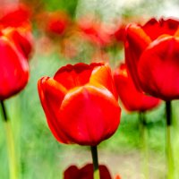 красные тюльпаны :: Александр Леонов