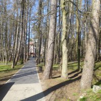 Лиственничный парк в Светлогорске :: Наиля 