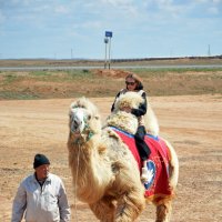 Первый опыт езды на верблюде :: Леонид Иванчук