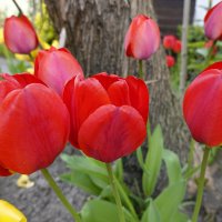 ...Тюльпаны в саду расцветают  радостным ярким огнём... :: Galina Dzubina