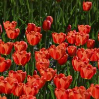 Горящие бокалы тюльпанов... :: Тамара Бедай 