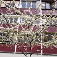 Цветет вишня ( 6 мая с.г.) :: tamara 