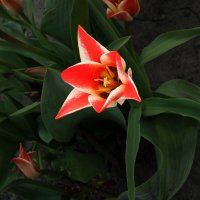 В Свенском монастыре цветут тюльпаны :: Евгений 