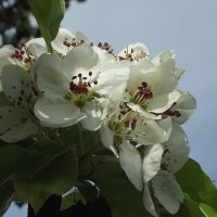 Расцветали яблони и груши... :: Freddy 97