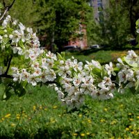 Весна в нашем дворе :: Надежд@ Шавенкова