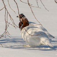 Спрятались... :: Олег Кулябин