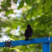 Ворчливый скворец :: M Marikfoto