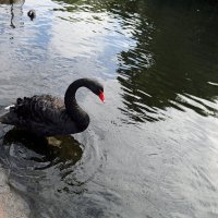 Птицы в лондонских парках :: Ольга 