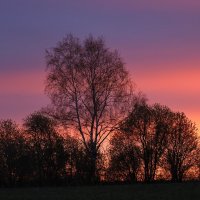 Свет пурпура на темных деревах :: Александр Зиновьев