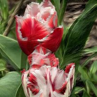 Замечательный цветок, словно яркий огонёк. Пышный, важный, словно пан, нежный бархатный тюльпан. :: Freddy 97