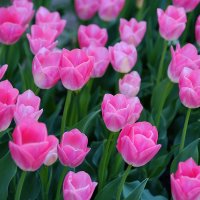 Тюльпан Tulipa triumph" Dynasty" :: wea *