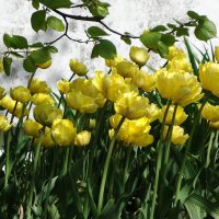 Тюльпаны в городском сквере :: Маргарита Батырева